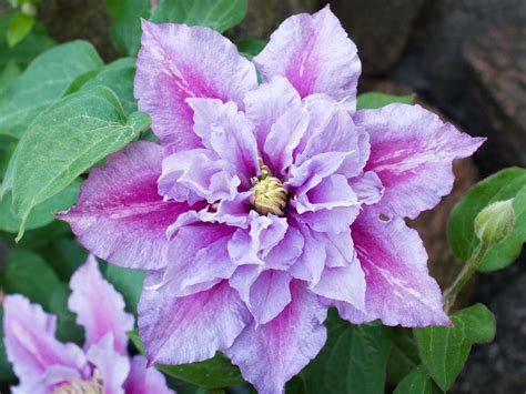 piillu|Clematis Piilu – Brushwood Nursery, Clematis。